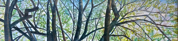 Treetops in Springtime